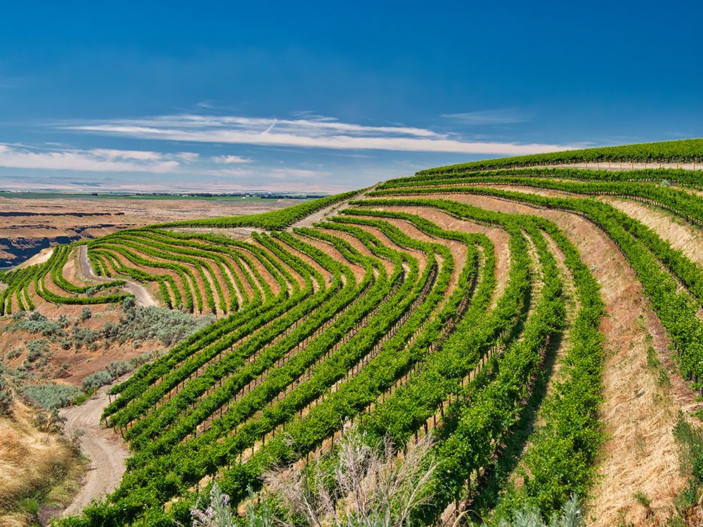 A vineyard carved out of a steep-south-facing slope by the Columbia River-Horse Heaven Hills-WA